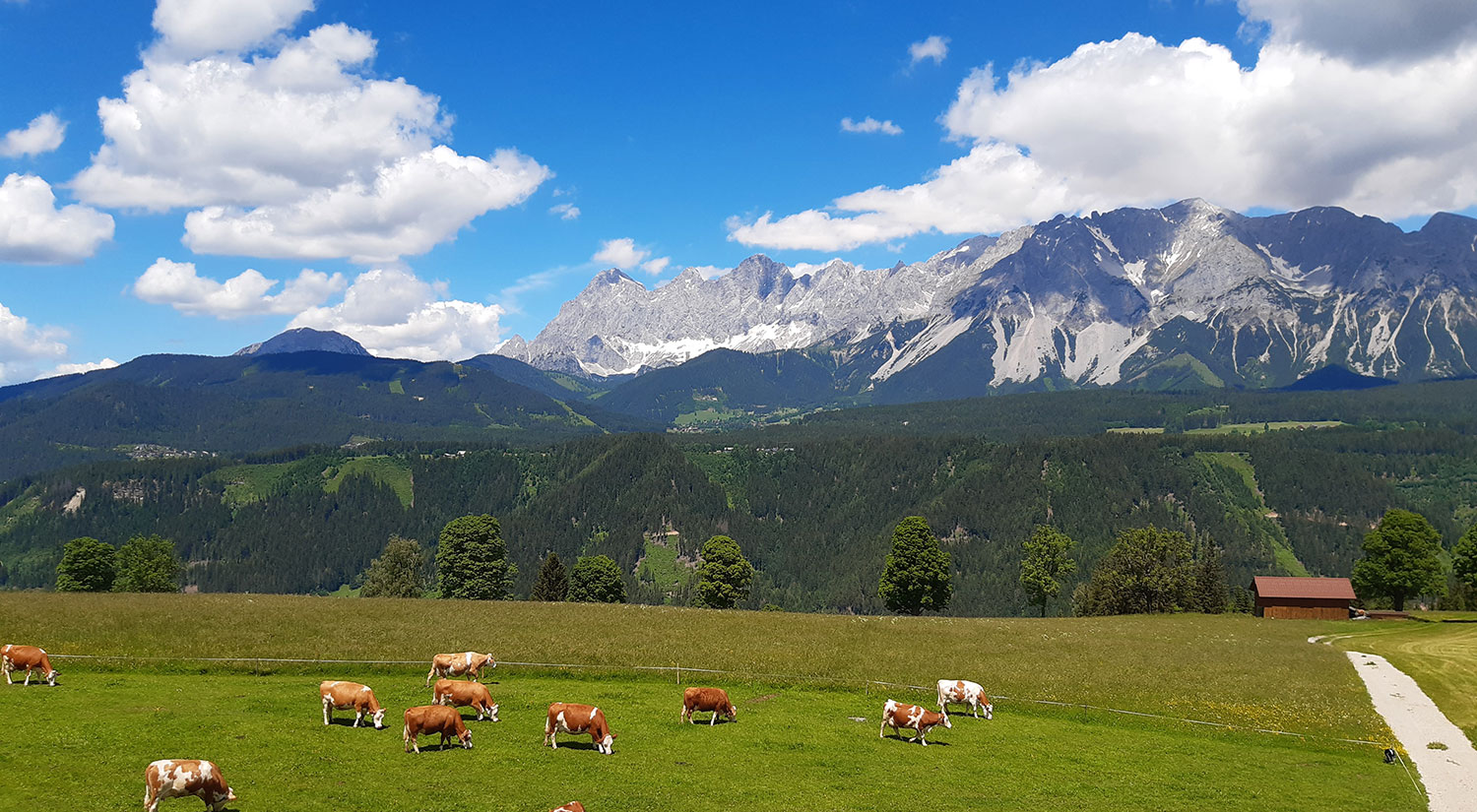 die Aussicht im Sommer auf den Dachstein